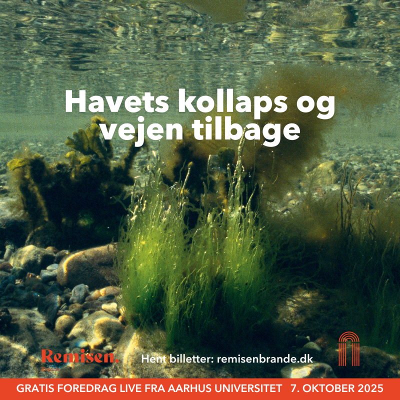 Billedet viser hvordan det kan se ud under havet.