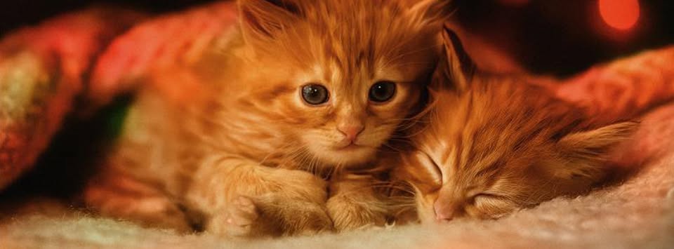 kattefamilier
