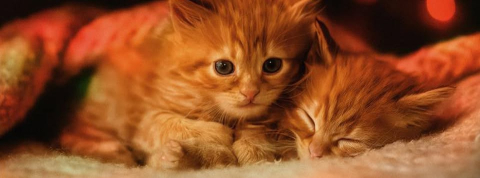 kattefamilier