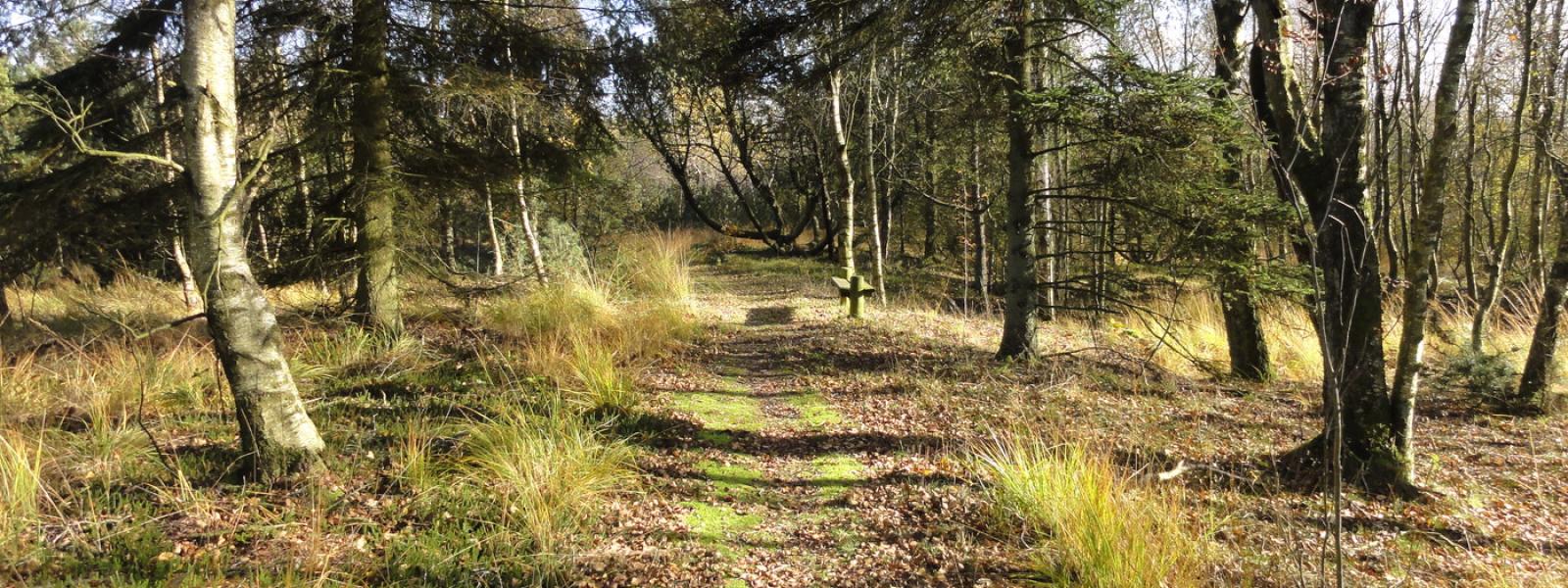 Gormosen er en naturoplevelse i Brande - Midtjyllands fuglelokation