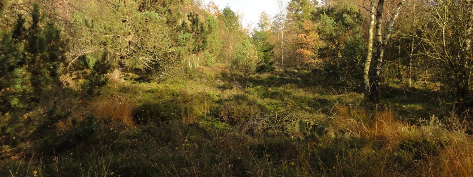 Gormosen er en naturoplevelse i Brande - Midtjyllands fuglelokation