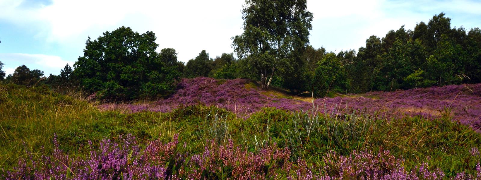 Lyngen blomstrer i august på Brandlund Hede