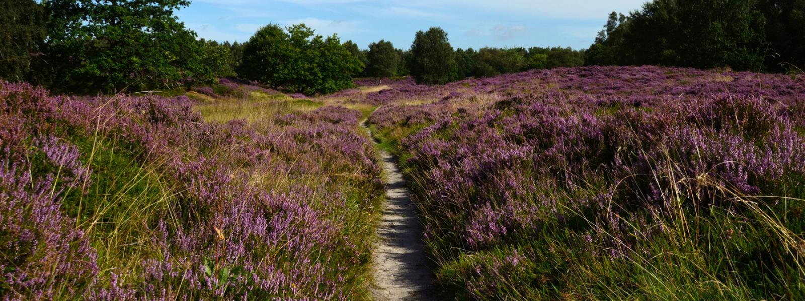 Sti på Brandlund hede 