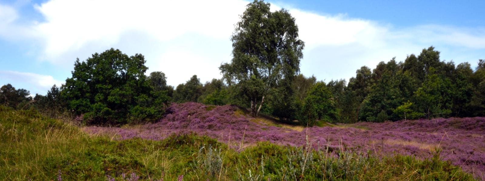 Smuk lyng blomstring på Brandlund hede