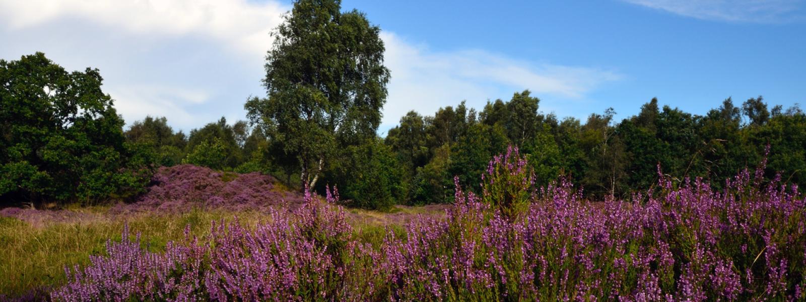 blomstrende lyng på Brandlund hede