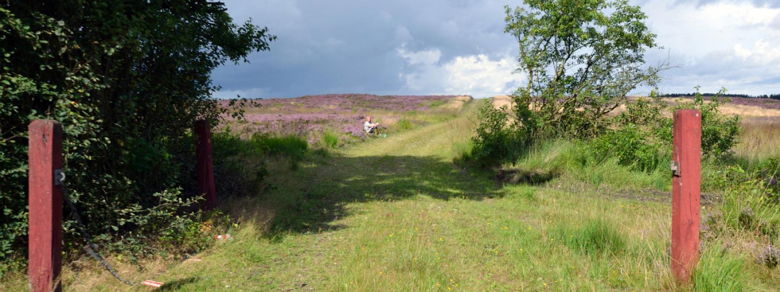 Harrild hede når lyngen blomstrer